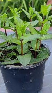 Grow Mint Plant From Cutting | Easy Propagation To Fresh Green Pot.
