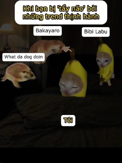 Meme Về Chó và Mèo Đang Gây Bão