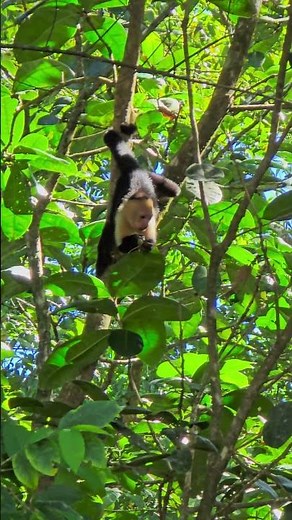 Mono Capuchino or Cara Blanca #costarica #mono