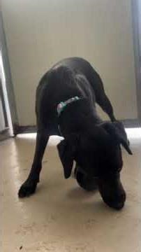 Juni’s Kong Challenge: Brain Work for Breakfast! 🧠🐾