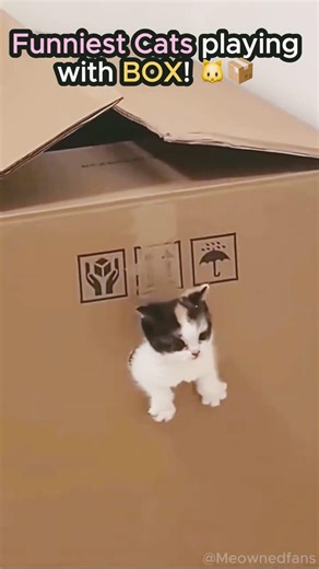 Funniest Cats playing with BOX! 😾📦 #cat #funny