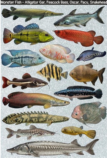 Monster Fish Stickers – Arapaima, Snakehead, Gar, Aquarist Vinyl Decals - Etsy