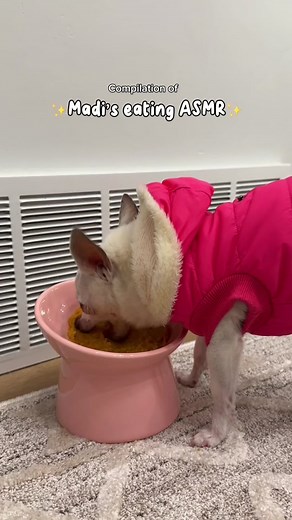 Madi's Eating ASMR - Relaxing Sounds with Chihuahua Dog 🐶💤