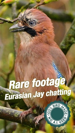 The Most Colorful Bird You’ve Never Seen 🐦✨ #wildlife