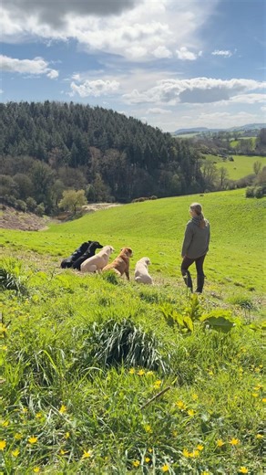 So Excited To Be Back Here! 5 Labrador, 1 Stunning View & a Training Session #gundog