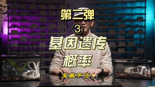 【爬宠Genetics】从庞氏方格到繁殖计划：宠物蛇基因遗传概率全解 | 成为繁殖者必修课