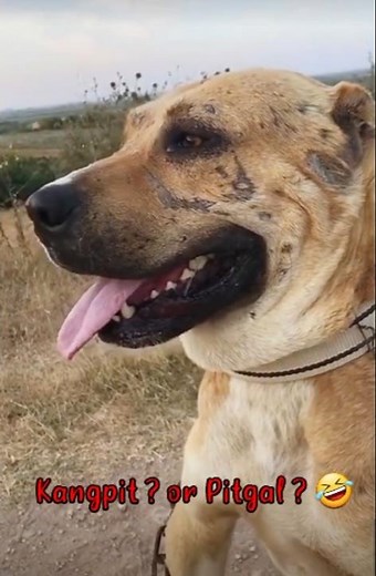 Kangal mix Pitbull 캉갈 핏불 믹스