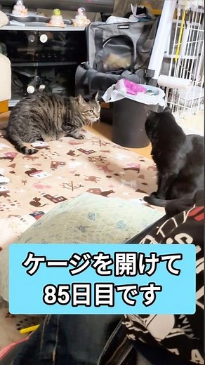 #shorts #サバトラ #黒猫 #猫エイズ陽性 #保護猫 #ケージを開けて85日目 #cat