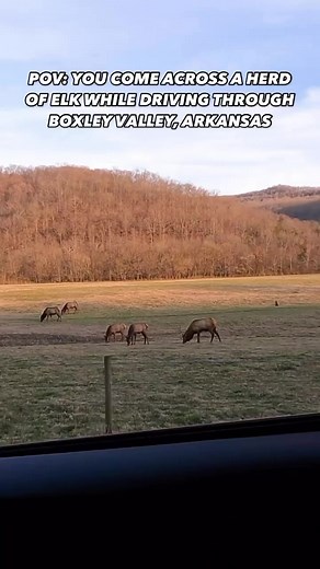 Have you seen elk in Arkansas? - About our elk population: Rocky Mountain Elk were introduced to the area to replace the somewhat smaller Eastern Elk that had been hunted into extinction. Today, happily, the Buffalo National River has elk ranging throughout its entire 150-mile corridor - How to view Boxley Valley elk: Elk tend to feed in the fields that lie along the Buffalo National River between Ponca and Boxley, just after sunrise and then again in the late afternoon. To find them, simply dri