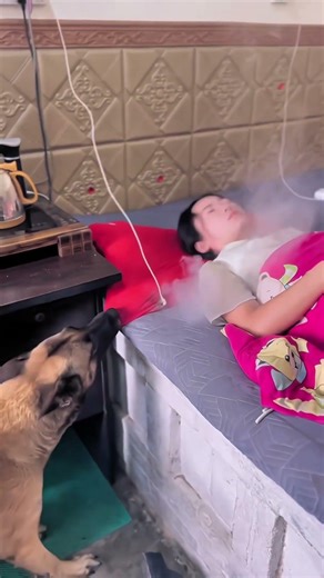 "Brave Dog Saved Sleeping Owner From Fire! 🐕🔥😱"