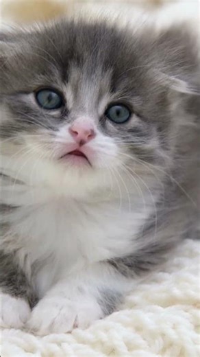 Can You Resist These Innocent Kitten Eyes