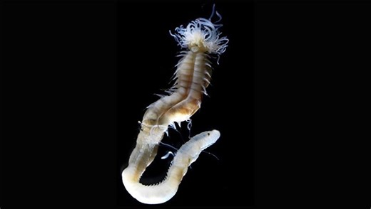 Glow-In-The-Dark Demons: Three Newly Discovered Worms Are The Stuff Of Nightmares