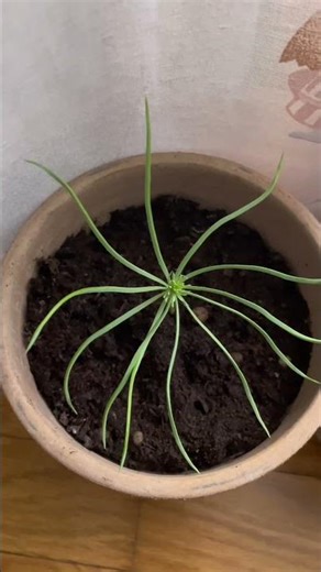 Day 34 of GROWING my BONSAI