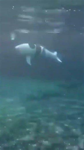 This Underwater Robot Moves EXACTLY Like a Dolphin 😳