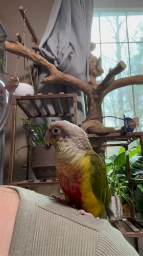 The conures had a free fly kind of Saturday! This is Bonnie our pineapple conure 李❤️ #birdsofinstagram #parrot #birdlovers #cute #petbird #petsofinstagram | Southern 'n' Sassy Beaks | Facebook