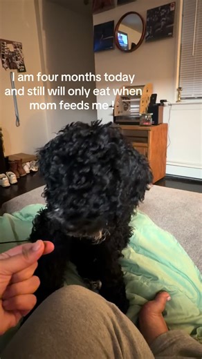 Essential Puppy Advice for New Golden Doodle Owners