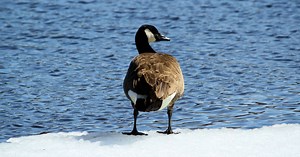 When Wild Geese and Dogs Meet