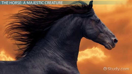 Horse Habitat Facts: Lesson for Kids