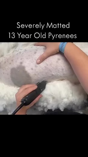 Grooming a Severely Matted 13-Year-Old Pyrenees
