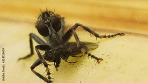 Predatory fly Asilidae sits on a yellow sheet of reeds and eats caught prey. Macro shot. Stock Video
