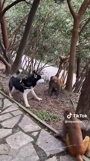 Funny Monkey Memes That Will Make You Smile