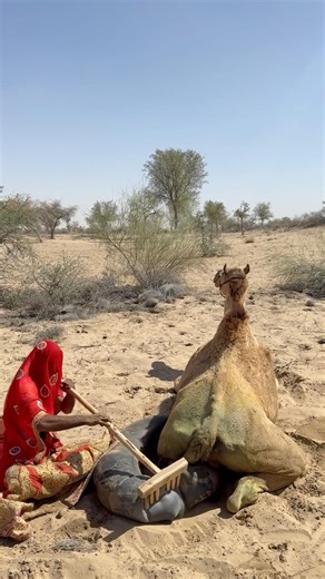 الجمل يجلس فوق أنبوب الماء والفتاة تحاول إنقاذه قبل أن يضيع الماء
