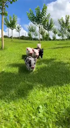 Adorable Baby Mini Pigs: All About Kunekune Pigs