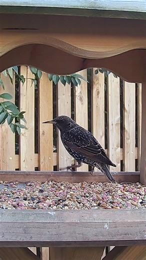 A nervous looking starling bird visiting the garden bird table #starlings #commonstarling #redlistedbirds #birds #wildlife #birdvideo #gardenbirds #wildbirds #birdwatching #watchingbirds #feedthebirds #feedingbirds #birdlife #birdloversdaily #birdwatchers #birdlovers #birdcamera #ukbirds #birding #birdcam #uk #birdfeeders #birdbaths #birdtables #birdfeedercamera #birdtablecamera #birdbathcamera