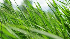 Natural meadow grass slowly swayed by wind blow. The beautiful green swaying grass field. Greenery waving along wind breeze. Environment concept. Slow motion. HD