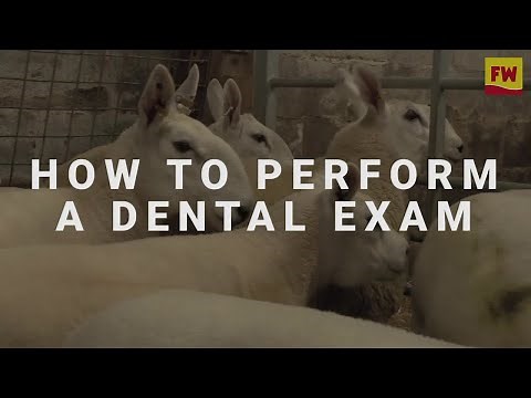 How to perform a dental exam on sheep