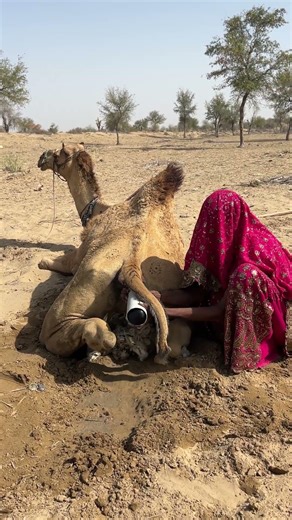 امرأة تُدلل جملاً بالبالونات وهي على ظهر جمل