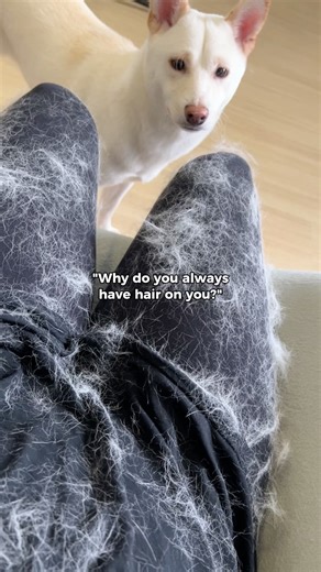 The problem? My dog's shedding. The solution? The Refuresh Deshedding Brush. https://refuresh.com.au/collections/deshedding-tools/products/refuresh-large-dog-short-medium-hair-deshedding-tool-2 | Refuresh