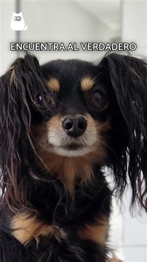 ¿Puedes DISTINGUIR al PERRO REAL en 3 SEGUNDOS? 🔍