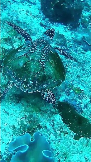 Turtles: The surprising truth about their lifespan!