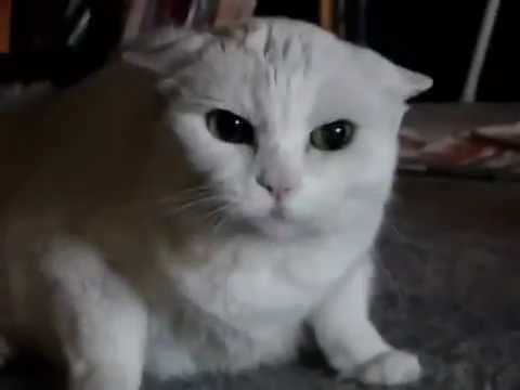 激しく怒って威嚇する猫