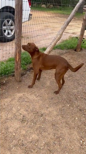 4/22/26 Ringo Male Terrier/Lab 1 Year Up to Adopt Lucky Paws Doghouse Tishomingo Oklahoma #adoptme