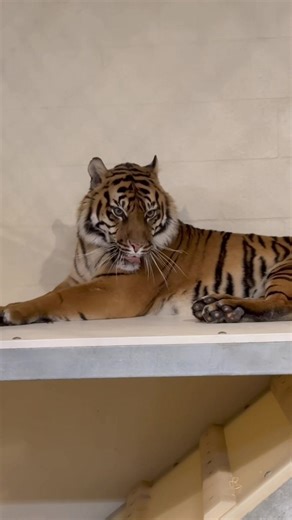 Mawar the Sumatran Tiger Shares Her Birthday Thoughts