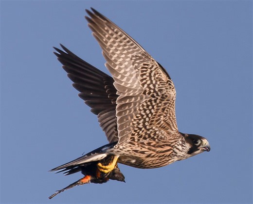 Nature: An encounter with the fastest bird of prey in the world, the peregrine falcon