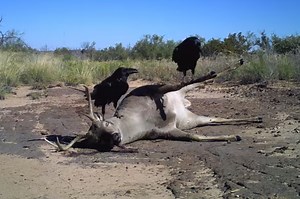 Video: Trail Cam Captures Deer Decomposition | OutdoorHub