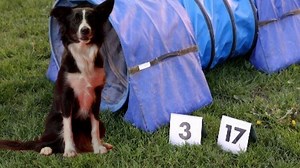 🏆 Jusqu'à dimanche, Bourgbarré en Ille-et-Vilaine le championnat du monde d’agility 🦮 Découvrez cette discipline qui mêle jeu, écoute et complicité entre un chien et son maître | Ouest-France Rennes