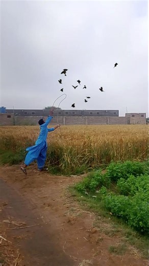 fly falcon 🦅 nest 🪺 hunting in wheat 🌾 crop #shorts #youtubeshorts #trendingshorts