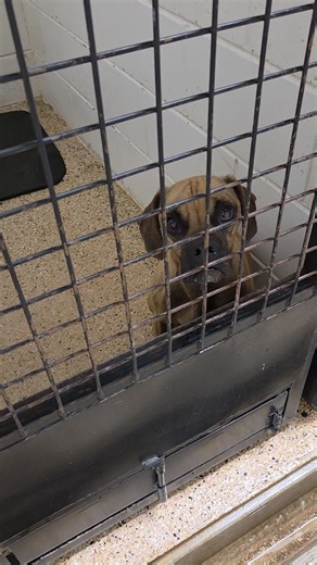 16K views · 149 reactions | BROSKI Broski was apart of the 13 boxer...