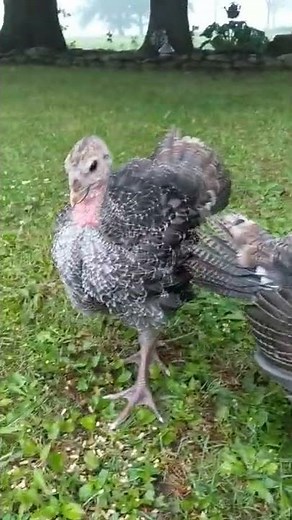 Baby Turkeys Showing Off #babyturkey #birds