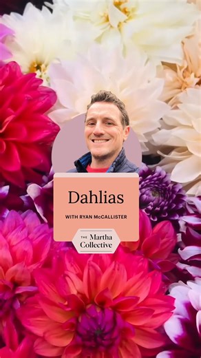 11K views · 147 reactions | Every year, Martha and her head gardener Ryan McCallister grow dozens of dahlia varieties. The blooms add much-needed color to Martha’s Bedford gardens and also come in a vast array of sizes, styles, and shapes. Read Ryan’s tips for growing perfect dahlias year after year: bit.ly/3N03qRi | Martha Stewart | Facebook