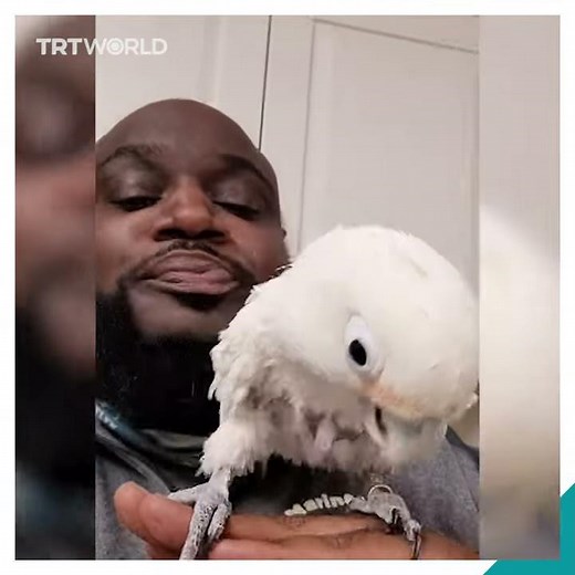 Cockatoo dances to beatbox