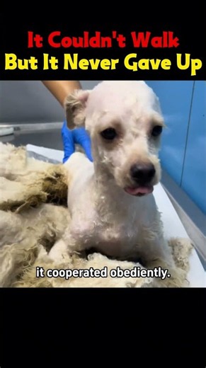 A Disabled Stray Dog Lost The Ability To Walk… But Found A Second Chance ❤️#dog#DogRescue
