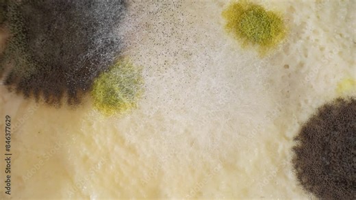 Zoom in on bread, a mosaic of mold emerges. Dark patches of black mold contrast with vivid greens and yellows, a microscopic garden flourishing in decay's embrace. Mold background.
