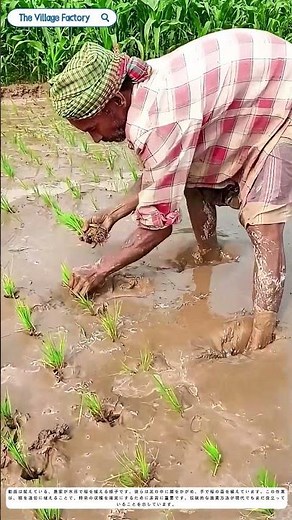泥の中の舞踏：農家が水田で稲を植える伝統の技術とは？