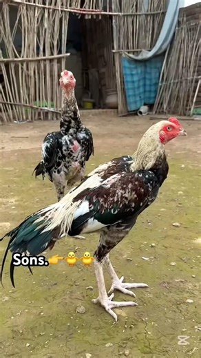 Two beautiful sons of white jawa#viralvido #aseelmurga #trending #birds #viral #short #foryou