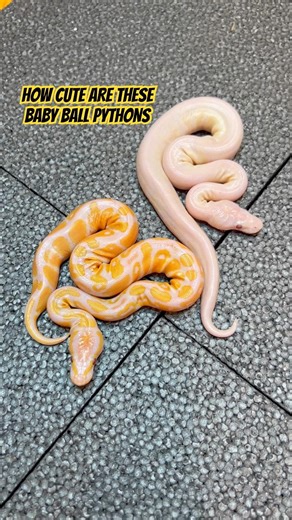 How CUTE are these Baby Ball Pythons!?!?